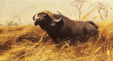 Friedrich An African Buffalo
