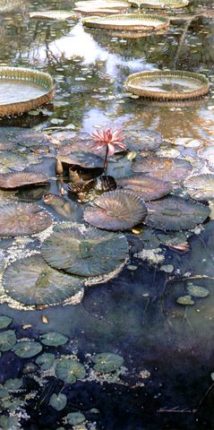 Hanks Steve Waterlilies In Bloom