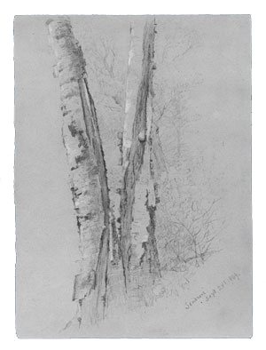 Mc Entee Jervis Study Of Birch Trunks