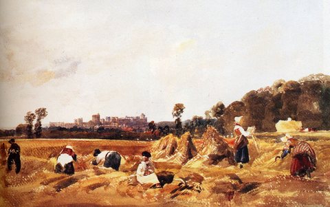 Peter de Cornfield Windsor