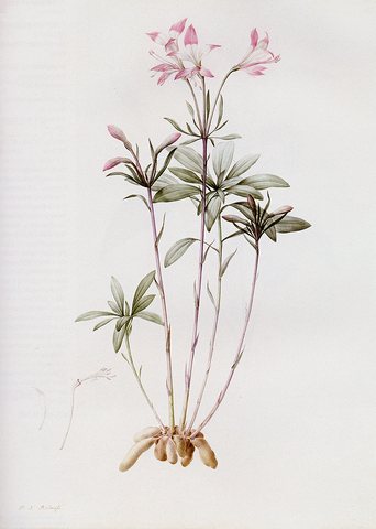 Redoute Pierre Joseph Alstroemeria Ligtu
