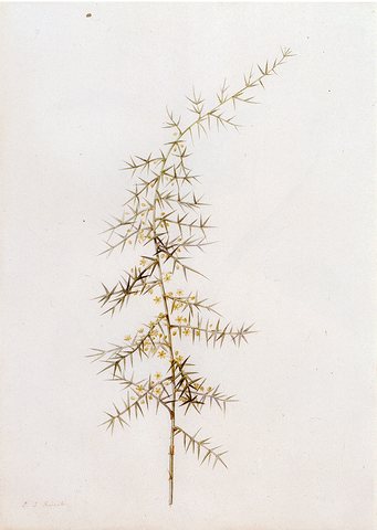 Redoute Pierre Joseph Asparagus Horridus