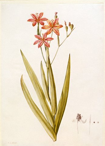 Redoute Pierre Joseph Belamcanda