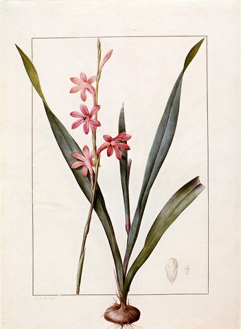 Redoute Pierre Joseph Gladiolus Merianus
