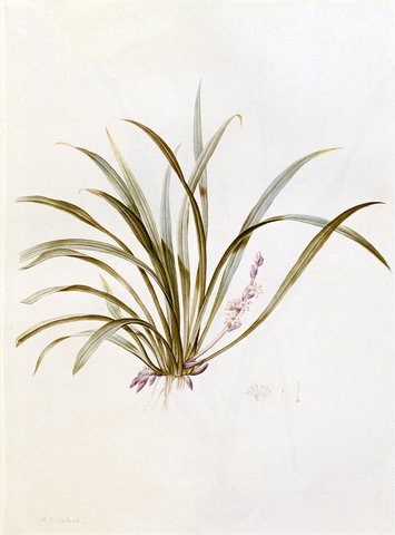 Redoute Pierre Joseph Sanseviera Carnea