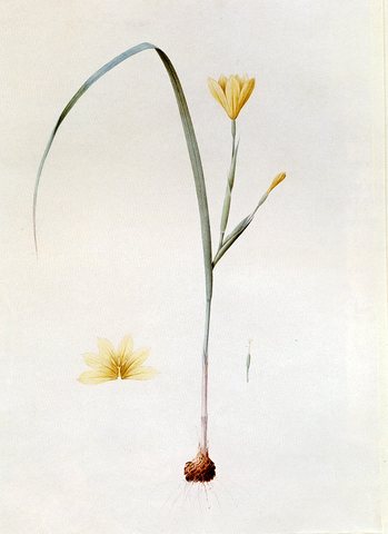 Redoute Pierre Joseph Sisyrinchium Collinum