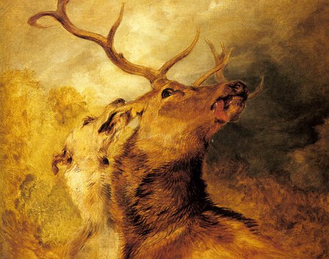 Stag And Hound
