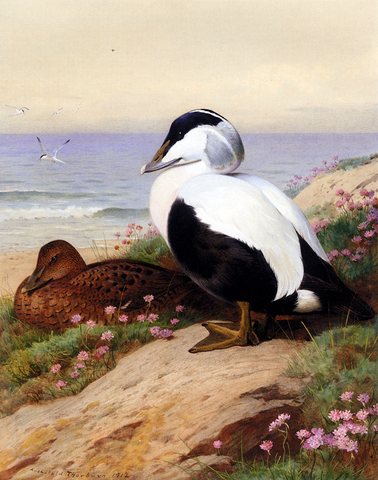 Thornburn Archibald Common Eider Ducks