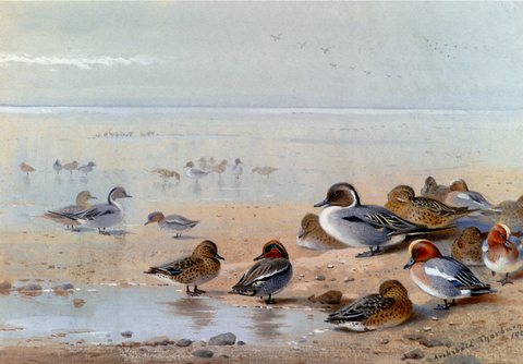 Thornburn Archibald Pintail Teal And Wigeon On The Seashore