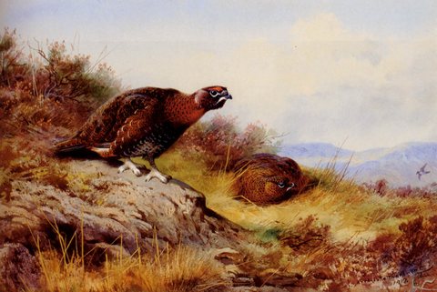 Thornburn Archibald Red Grouse On The Moor