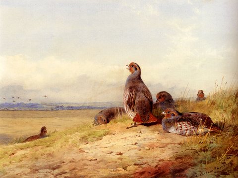 Thornburn Archibald Red Partridges