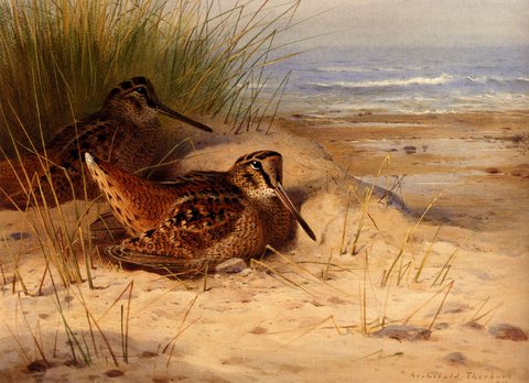 Thornburn Archibald Woodcock Nesting On A Beach