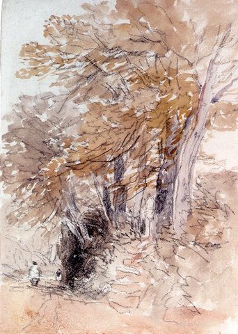 Tree lined Lane With Steep Banks