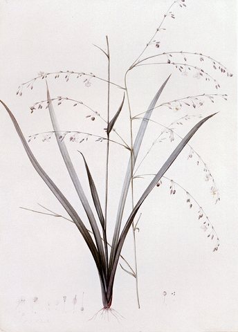 Redoute Pierre Joseph Anthericum Milleflorum