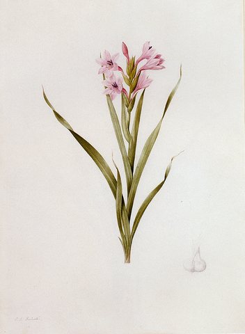 Redoute Pierre Joseph Gladiolus Laccatus