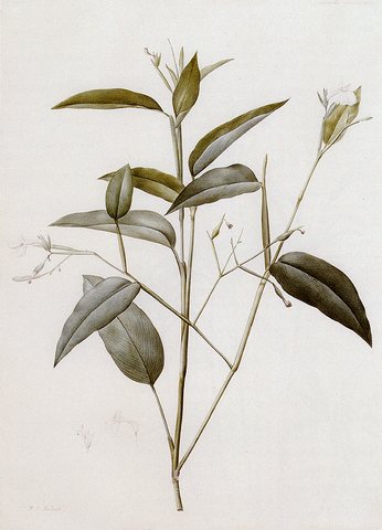 Redoute Pierre Joseph Maranta Arundinacea