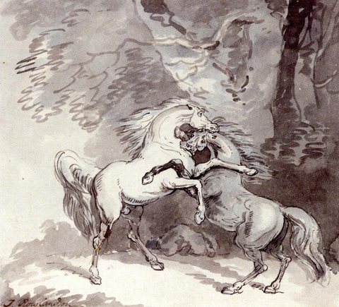 Horses Fighting On A Woodland Path