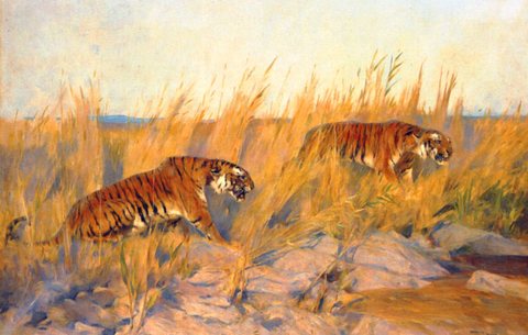 Tigers