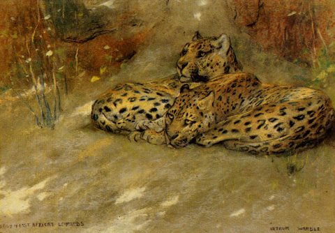 Arthur Study Of East African Leopards