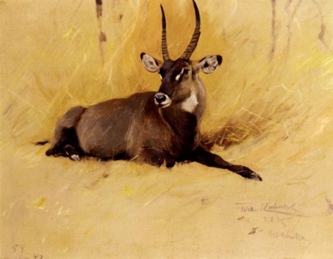Friedrich A Common Waterbuck