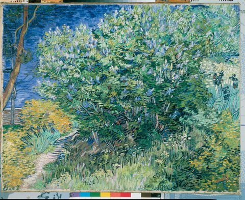 Lilac Bush