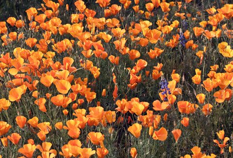 AZ poppy field 2010