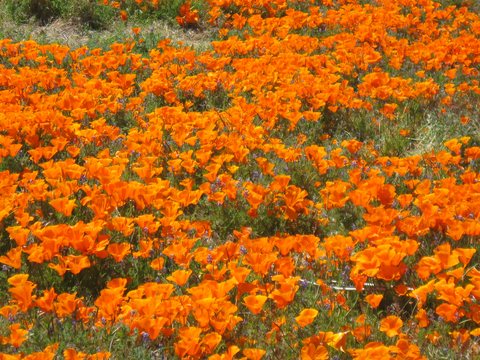CA Wild Poppies 2010 C
