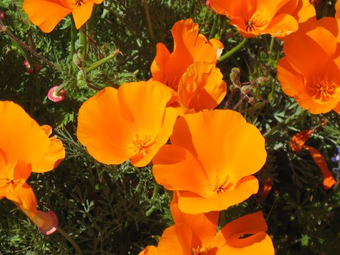 CA Wild Poppies 2010 B