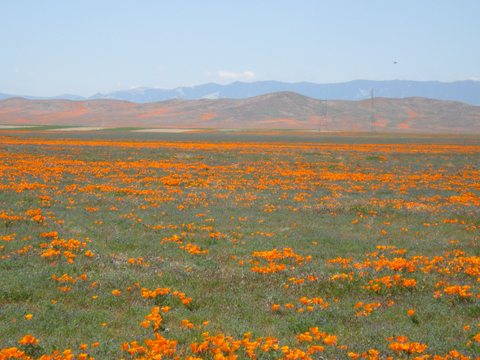 CA Wild Poppies 2010 E