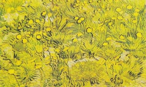 Meadow with yellow flowers