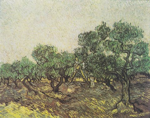 Olive Picking