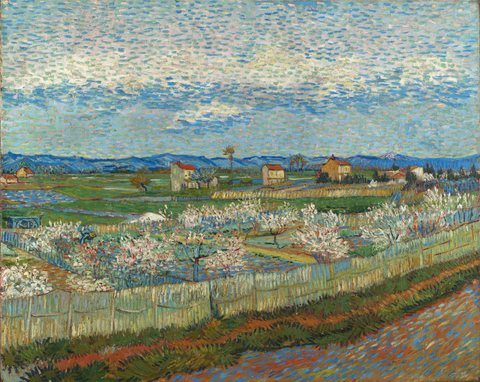 Peach Trees in Blossom