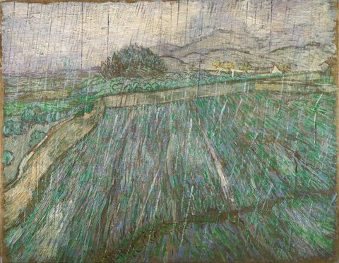 Weizenfeld im Regen
