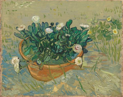 Schale mit Gänseblümchen