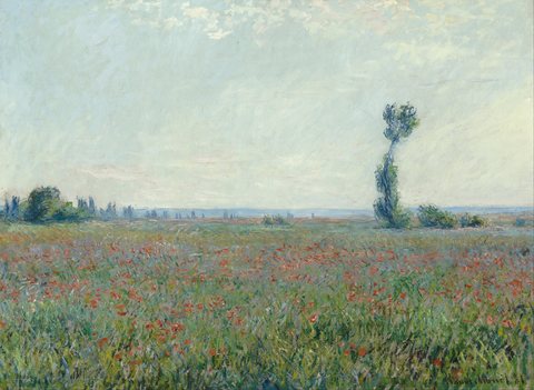 Champ de coquelicots