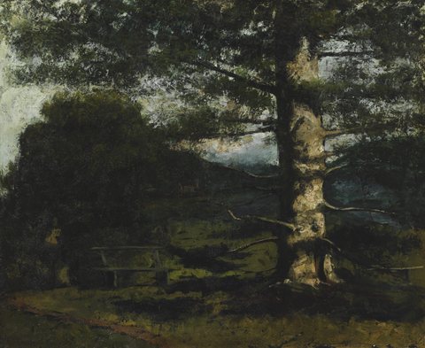 Cedar Tree at Hauteville