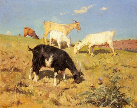 Goats Grazing On A Hillside