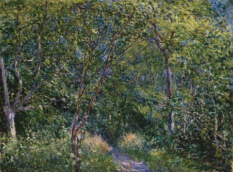 Sous-bois