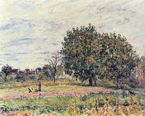 Walnut trees, sunset effect—first days of october