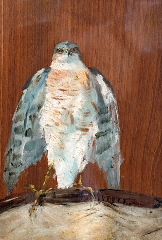 Peregrine Falcon