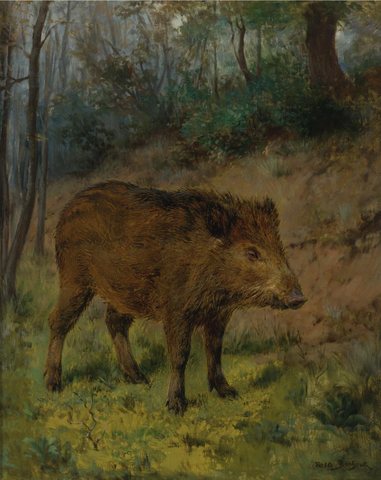 A Boar