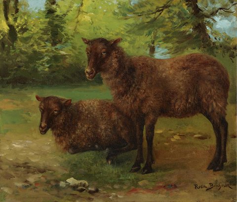 A Pair of Black Sheep