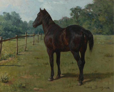 A Bay Horse in a Paddock