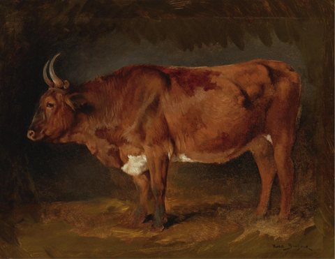 A Brown Cow in Profile