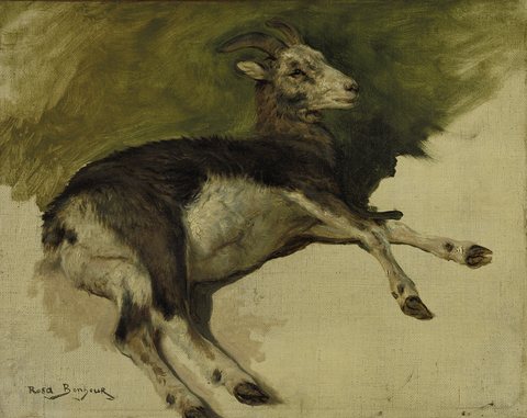 A she-goat