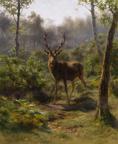 A Stag