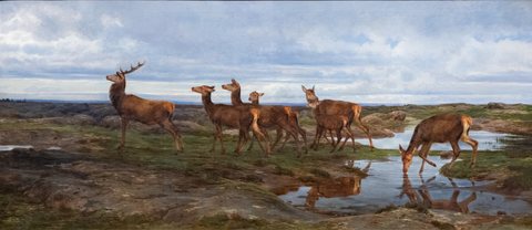 A Family of Deer