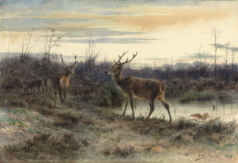 Deers in the forest at Fontainebleau