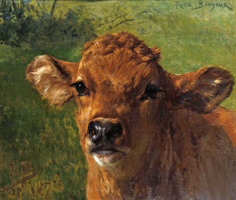 Head of a calf