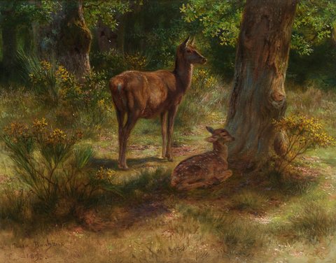 Deer and fawn in a wood